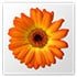 Artweaver - NearFile.Com